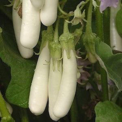 the green dotcom white brinjal Seed(120 per packet)