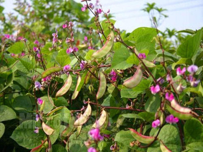 KNESSiN Purple Flat Bean Seed(50 per packet)