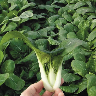 WILLVINE GBPUT -VII Pak Choi Seeds/Chinese Cabbage [2.5g] Seed(750 per packet)