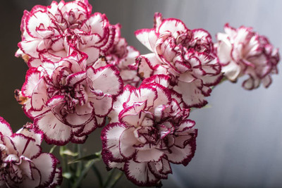 CYBEXIS Carnation Double Striped Seed(1 g)