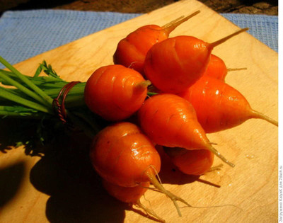 WILLVINE LXI-321 Carrot Parisian Market Red Seed(500 per packet)