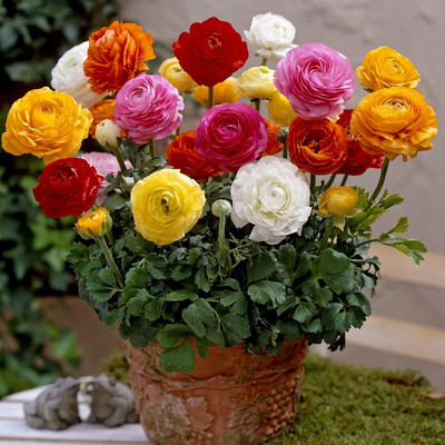 Epazo Buttercup/Ranunculus (Snow White) Imported and Healthy Flower Bulbs Seed(3 per packet)