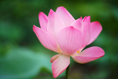 MAHYCO HYBRID TINDA lotus,kamal gatta Seed(10 per packet)