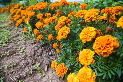 Aro marigold/gende ka phool flower seeds Seed(50 per packet)