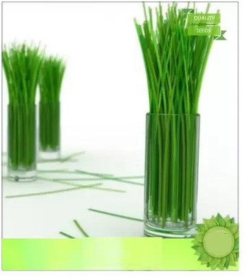 CYBEXIS XLL-52 - Lemon Grass Cymbopogon Flexuosus - (750 Seeds) Seed(750 per packet)
