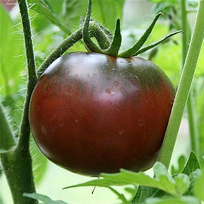 KNESSiN Black Krim Russian Heritage Meaty Beefsteak Tomato[400 Seeds] Seed(400 per packet)