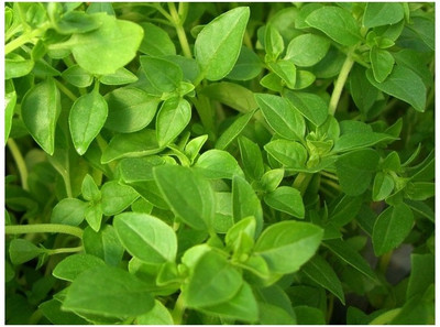 Qualtivate XLR-22 Basil Fino Verde Seed(1000 per packet)