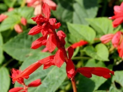 VibeX ® XXL-204 SCARLET SAGE (Lady-In-Red Salvia) Seed(200 per packet)