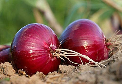 Qualtivate ICRA-1A Black Organic Onion Seeds Seed(500 per packet)