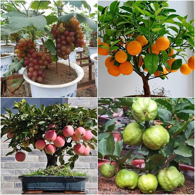 Crapulous All Season Hybrid Dwarf Fruit Seeds Combo - Apple, Grape, Guava (15 Seeds Total) Seed(20 per packet)