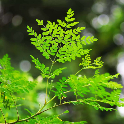 CYBEXIS XLL-35 - MORINGA Drumstick - PKM-3 - (1350 Seeds) Seed(1350 per packet)