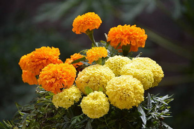 Mewar Impex marigold/gende ka phool flower seeds Seed(25 per packet)