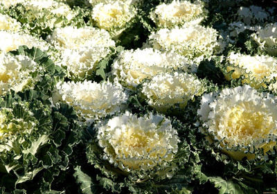 WILLVINE PAU -VII Flowering Kale(Ornamental Cabbage) Fringed [2.5g] Seed(750 per packet)