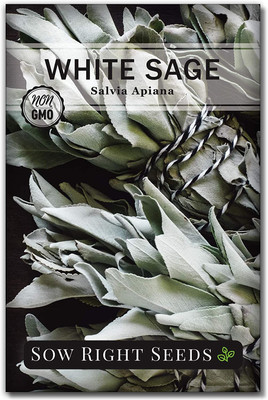 CYBEXIS PAU-45 - White Sage to Plant - (1350 Seeds) Seed(1350 per packet)