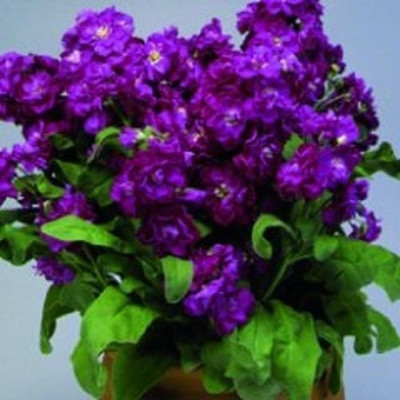 Aywal Deep Rose Ten Week Dwarf Stocks (Matthiola Icana) Seed(20 per packet)