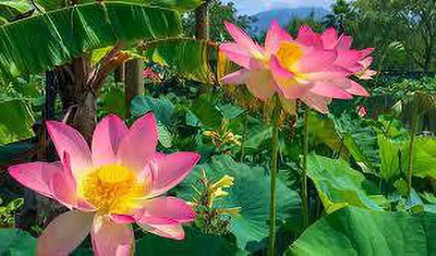 CARIBBEAN LOTUS SEEDS Seed(4 per packet)