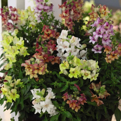 CRGO ANTIRRHINUM Seed(125 per packet)