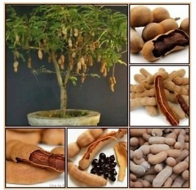 KNESSiN Meethi Imli (Thailand Tamarind)Seeds[50 Seeds] Seed(50 per packet)