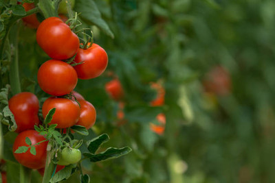 ravel moringa seed tomato Seed(55 per packet)