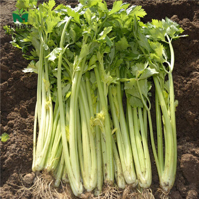 CYBEXIS Disease-Resistant Yellow-Green Celery Seeds700 Seeds Seed(700 per packet)