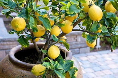Aywal Lemon Seeds For Home Garden Seed(34 per packet)