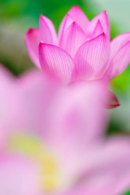JDM Store lotus,kamal gatta Seed(11 per packet)
