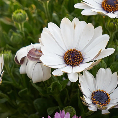 CYBEXIS White Cape Marigold100 Seeds Seed(100 per packet)