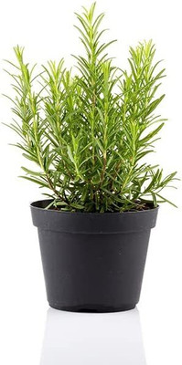 CYBEXIS LX-98 - Rosemary Rosmarinus officinalis - (250 Seeds) Seed(250 per packet)
