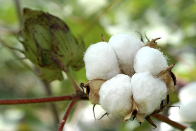 BDSresolve kapas seeds hybrid/Cotton seed 8 Seed(8 per packet)