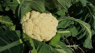Studiotorino white cauliflower,gobhee seeds Seed(15 per packet)