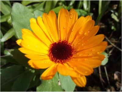 CRGO CALENDULA Seed(10 per packet)