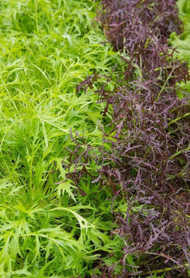 Qualtivate PUAS-7A Mizuna Mix Lettuce Salad Seed(300 per packet)
