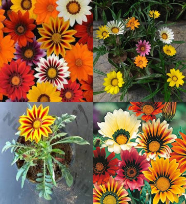 ibains Gazania seed for planting biij 13 Seed(13 per packet)