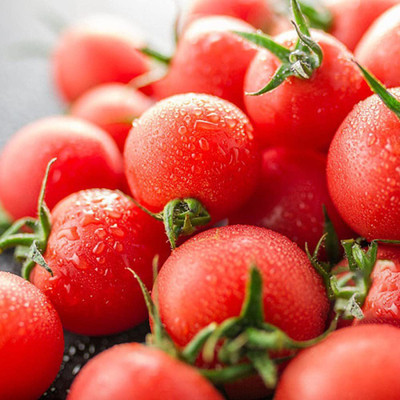CYBEXIS Fast Germination Cherry small tomato seed2000 Seeds Seed(2000 per packet)