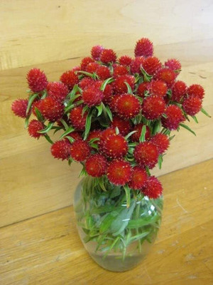 Aywal Gomphrena Choice Mix Seed(10 per packet)