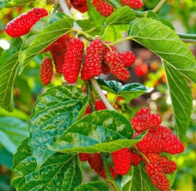 Oliver mulberry(shahatoot) Seed(17 per packet)