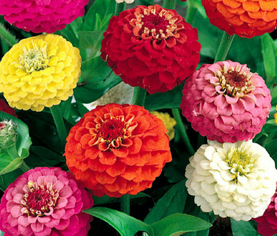 UGRA Zinnia Lilliput Mix Seed(10 per packet)