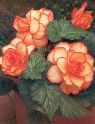 VibeX HUA-31 - Begonia Beautiful Multi-Colour Flowers - (270 Seeds) Seed(270 per packet)