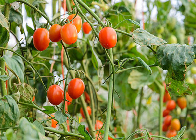 Nema tomato Seed(105 per packet)
