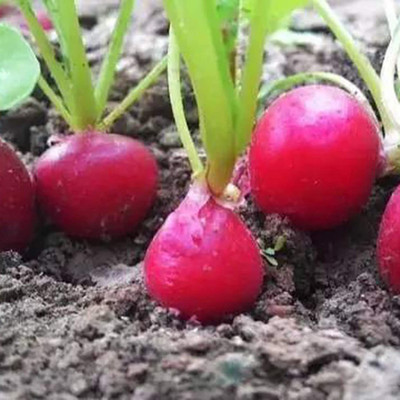 CYBEXIS F1 hybrid Round Red Redish Seeds-300 Seeds Seed(300 per packet)