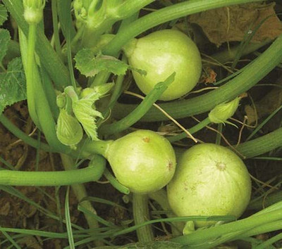 Aywal Chapan Kaddu Seed(30 per packet)