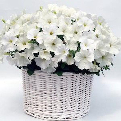 CYBEXIS White Petunia Hybrid Seed Packet Seed(50 per packet)