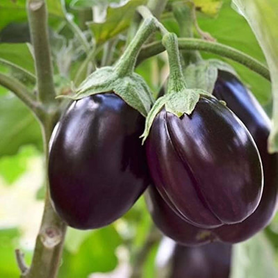 LPR brinjal Seed(200 per packet)