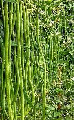 AMAJIT Snake beans/Yard long beans/Barbati seeds Vegetable Hybrid(45) Seed(45 per packet)