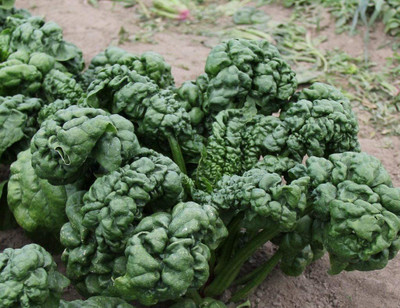 VibeX VVI-89 - Bloomsdale Spinach Non-GMO - (250 Seeds) Seed(250 per packet)