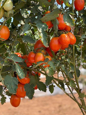 KANAYA Italian Red Cherry Tomato Vegetable Seed(150 per packet)