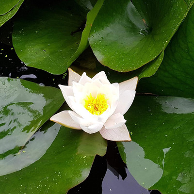 WILLVINE Water Lily Aquatic Water Features Seeds-[50 Seeds] Seed(50 per packet)