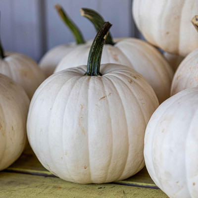 KNESSiN Early-Maturing Casper White Pumpkin Seeds For Gardening (400 Seeds) Seed(400 per packet)