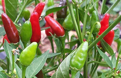 KANAYA Red Motti Chilli Seeds Seed(400 per packet)