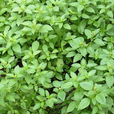 VibeX XLR-23 - Thai Lemon Basil - (4500 Seeds) Seed(4500 per packet)